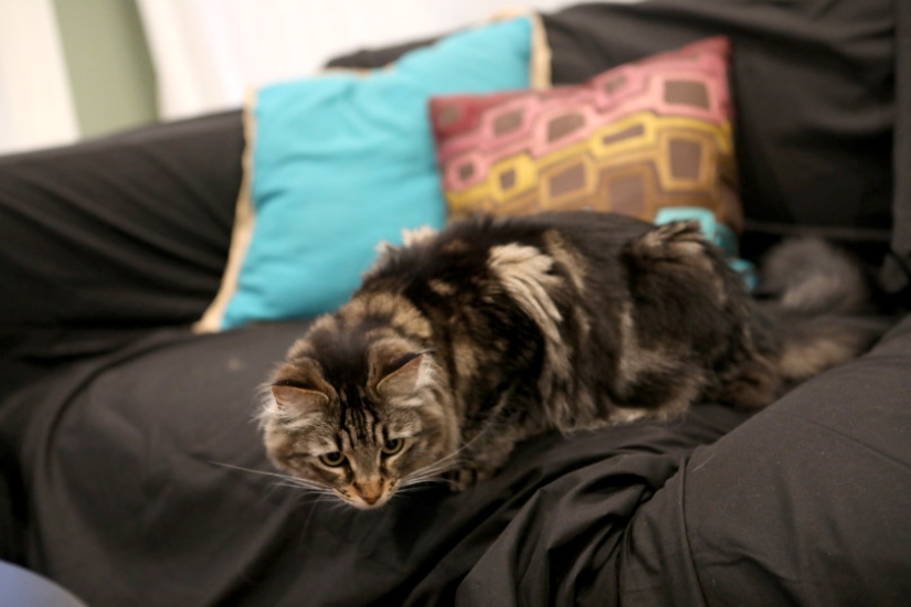 An American rented an apartment for a couple of cats for $ 1.5 thousand, because they did not get along with his dog