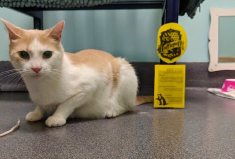 An American tamed a homeless blind cat by reading Harry Potter books to him An American tamed a homeless blind cat by reading Harry Potter books to him