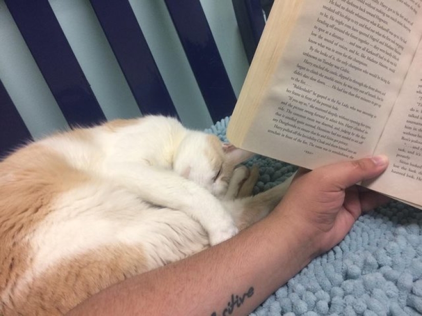 An American tamed a homeless blind cat by reading Harry Potter books to him An American tamed a homeless blind cat by reading Harry Potter books to him