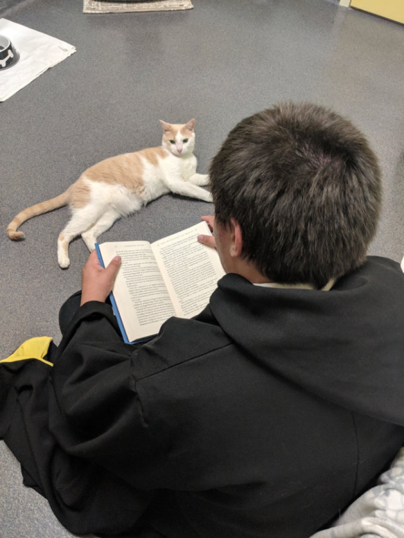 An American tamed a homeless blind cat by reading Harry Potter books to him An American tamed a homeless blind cat by reading Harry Potter books to him