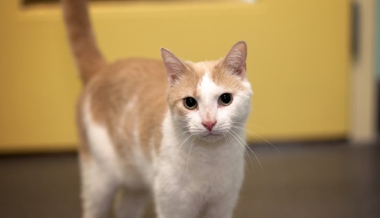 An American tamed a homeless blind cat by reading Harry Potter books to him