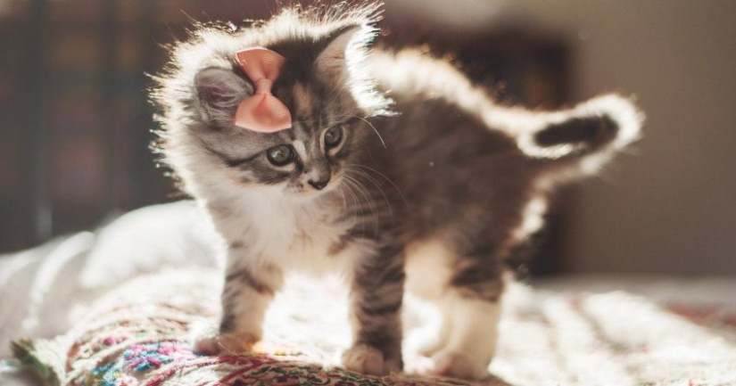 An American woman rescued an animal that she mistook for a cat. How wrong she was