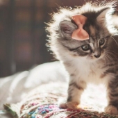 An American woman rescued an animal that she mistook for a cat. How wrong she was