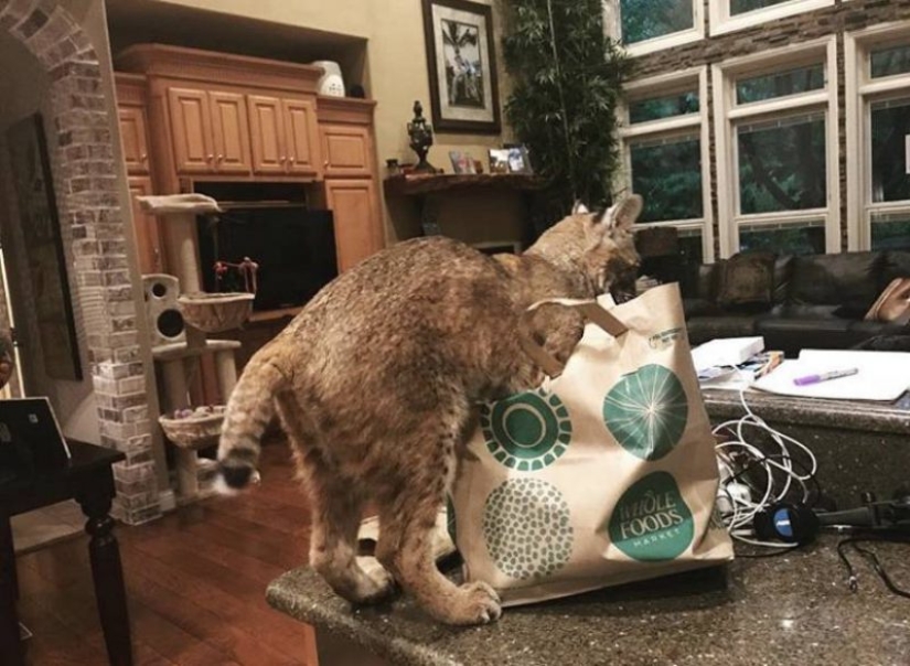 An American woman rescued an animal that she mistook for a cat. How wrong she was