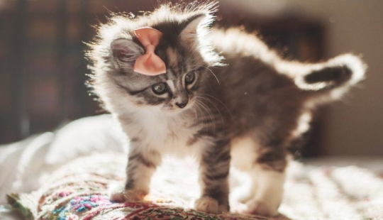 An American woman rescued an animal that she mistook for a cat. How wrong she was