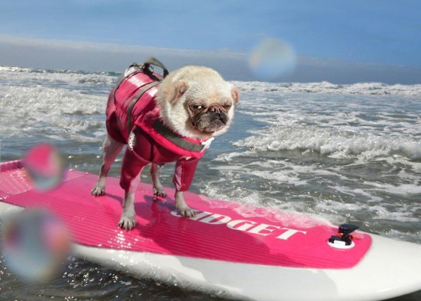 An easy way to escape from sorrows is to follow the dog!