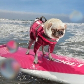 An easy way to escape from sorrows is to follow the dog!