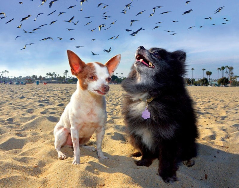 An easy way to escape from sorrows is to follow the dog!