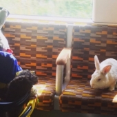 An important white rabbit rides around London like a hare