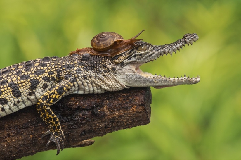 Aún no has visto un caracol tan valiente Aún no has visto un caracol tan valiente
