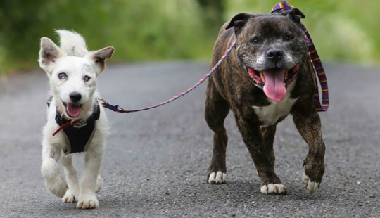Aún no has visto una amistad así: Buzz y Blind Glenn
