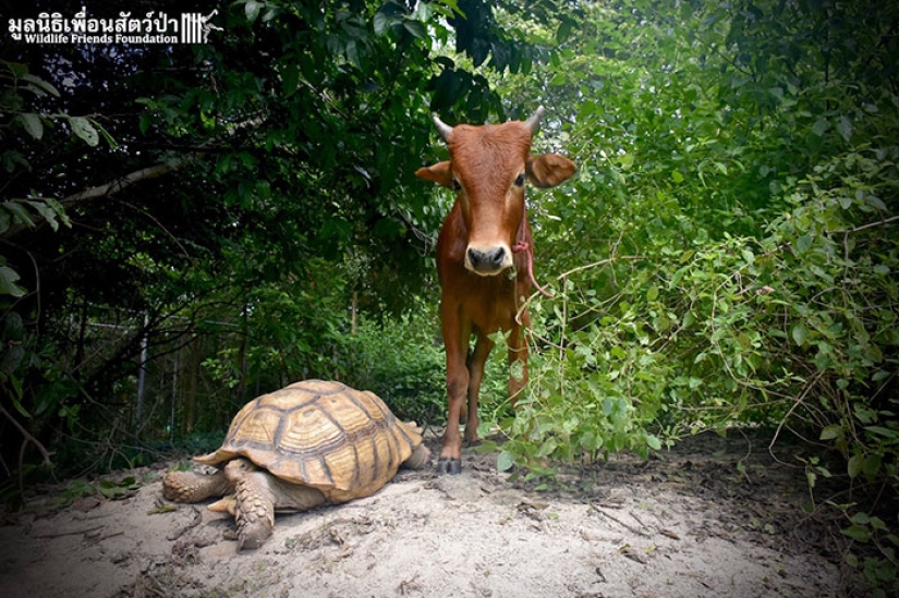 An unusual friendship between a giant turtle and a three-legged calf An unusual friendship between a giant turtle and a three-legged calf