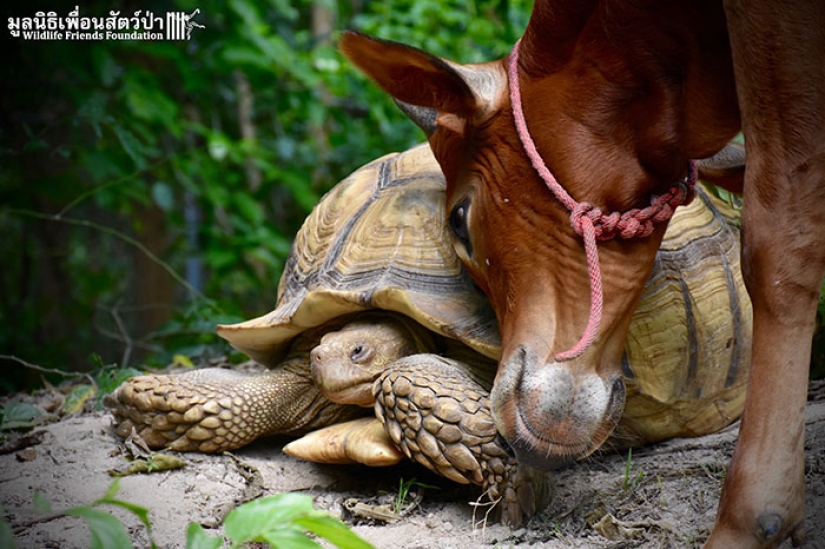 An unusual friendship between a giant turtle and a three-legged calf An unusual friendship between a giant turtle and a three-legged calf
