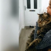 An unusual rescue operation took place in the UK: firefighters removed a cat from a tree together with the owner