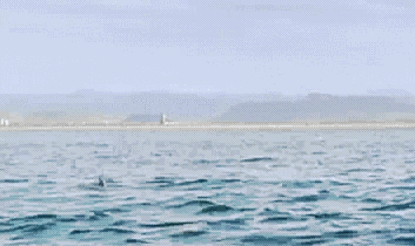 And I want to fly: why do stingrays jump out of the water?