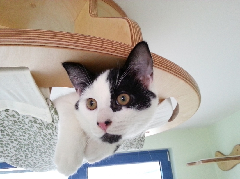 And you play, play, play, play: playgrounds for cats