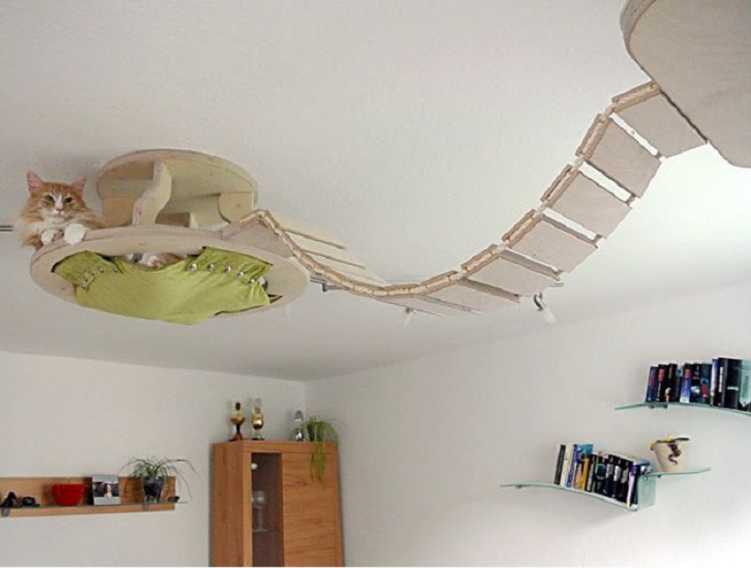 And you play, play, play, play: playgrounds for cats