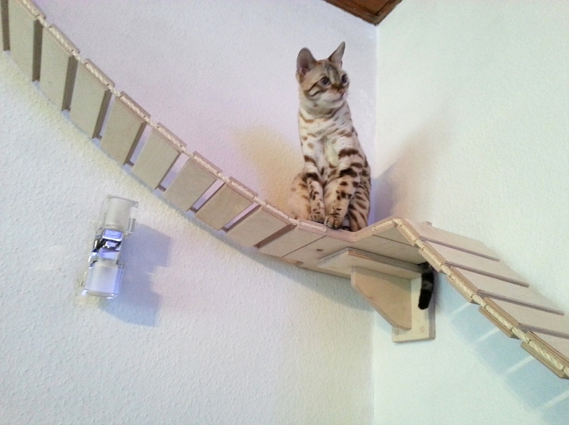 And you play, play, play, play: playgrounds for cats