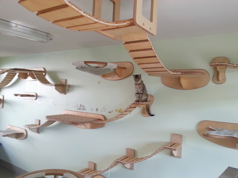 And you play, play, play, play: playgrounds for cats