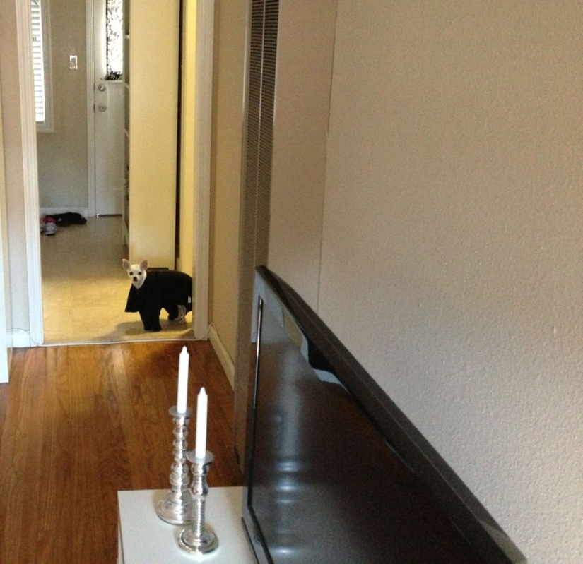 Animales atrapados en el acto y diciendo que no es lo que parece