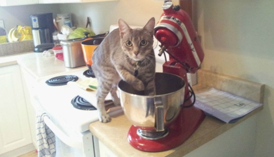 Animales atrapados en el acto y diciendo que no es lo que parece