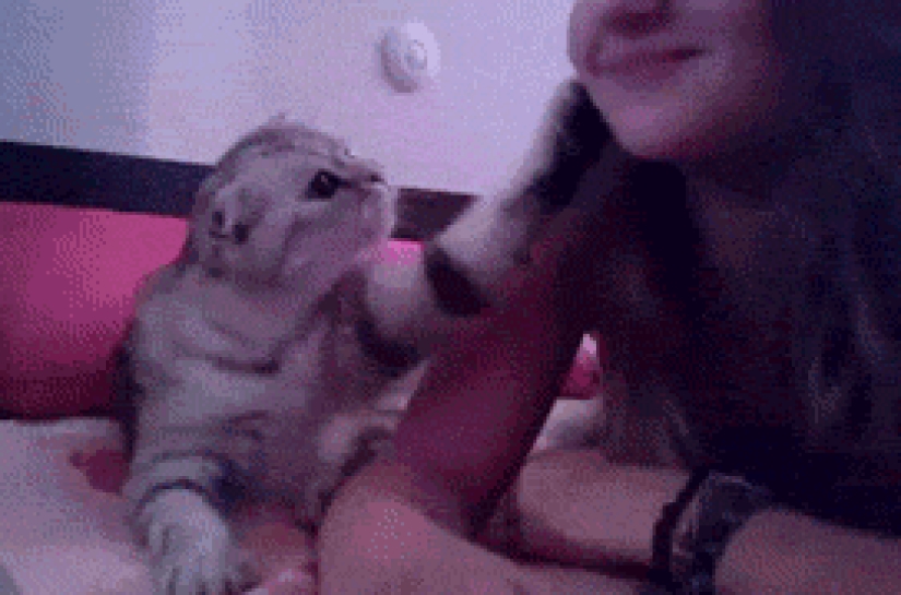 Animales divertidos que necesitan la atención del propietario en este momento