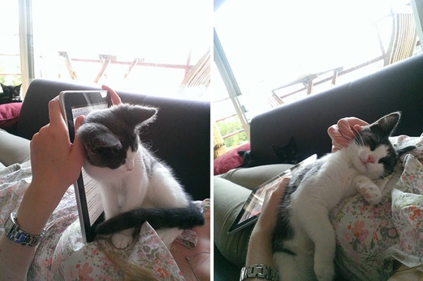 Animales divertidos que necesitan la atención del propietario en este momento