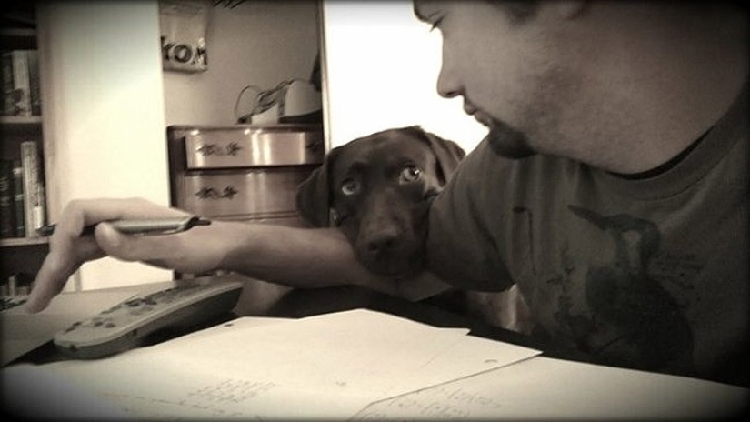 Animales divertidos que necesitan la atención del propietario en este momento