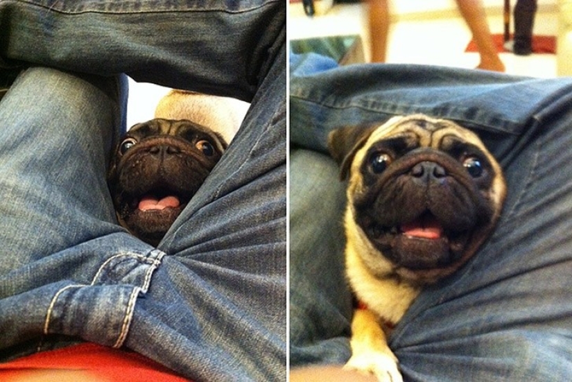 Animales divertidos que necesitan la atención del propietario en este momento