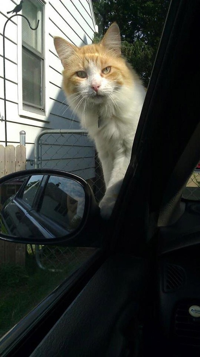 Animales divertidos que necesitan la atención del propietario en este momento