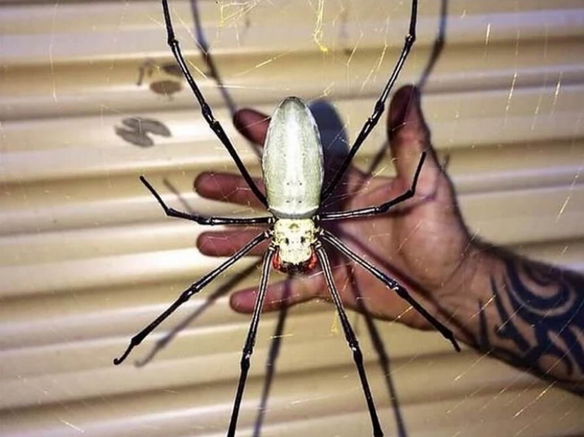 Animales fantásticos y 15 pruebas de que existen