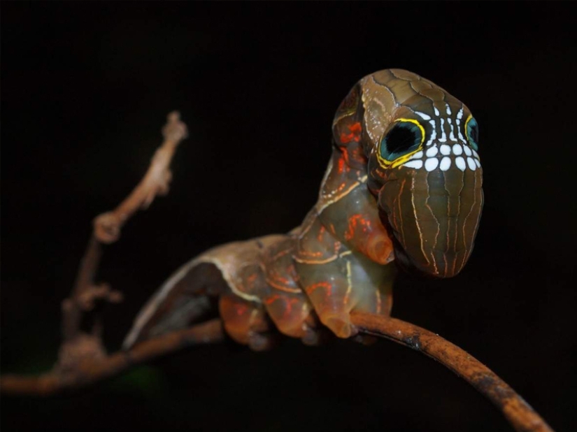 Animales fantásticos y 15 pruebas de que existen