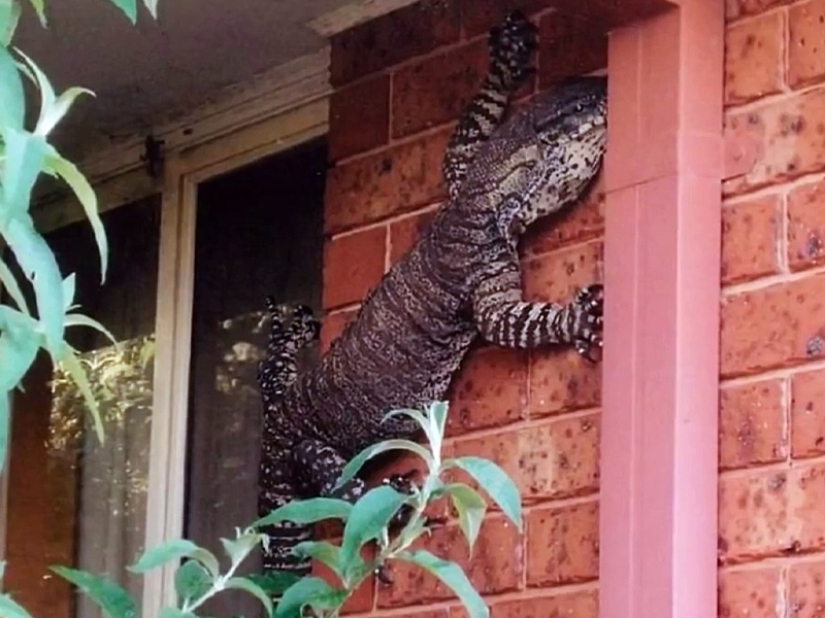 Animales fantásticos y 15 pruebas de que existen