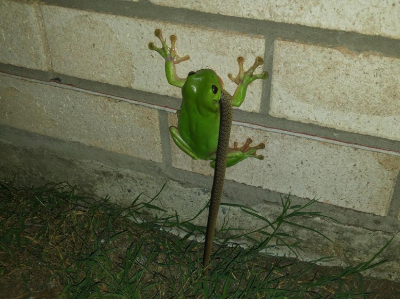 Animales fantásticos y 15 pruebas de que existen