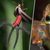 Animales fantásticos y 15 pruebas de que existen