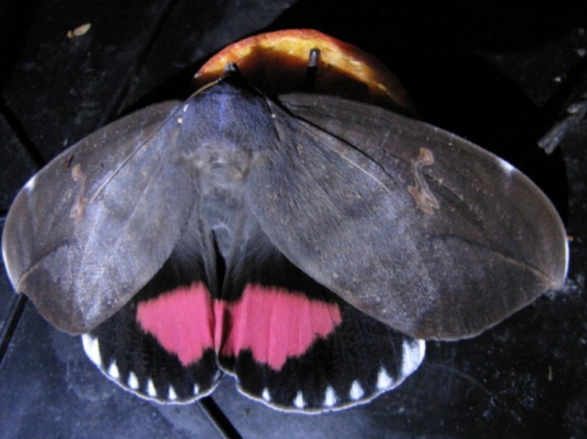 Animales fantásticos y 15 pruebas de que existen