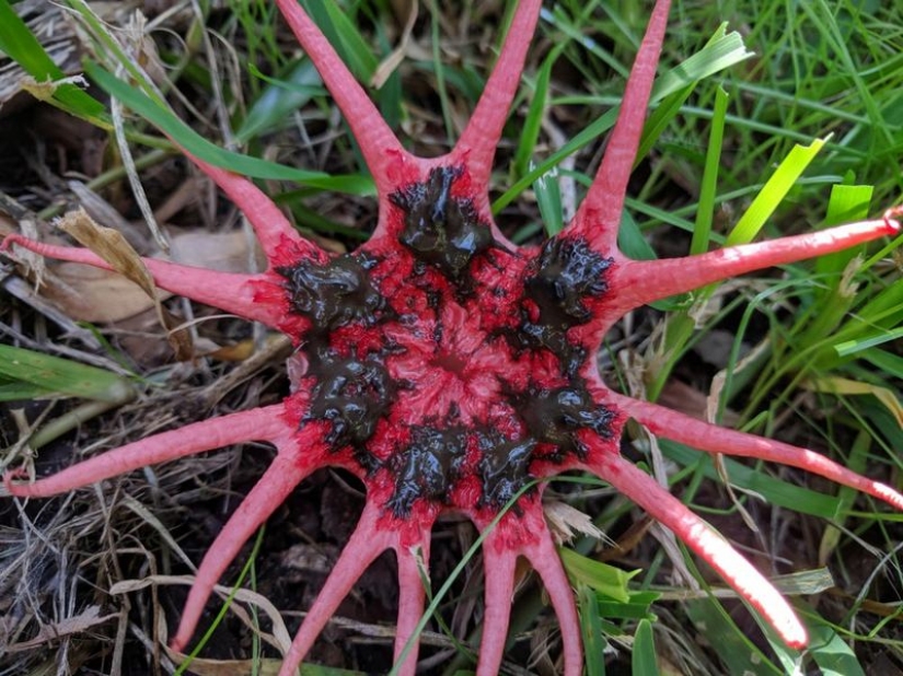 Animales fantásticos y 15 pruebas de que existen