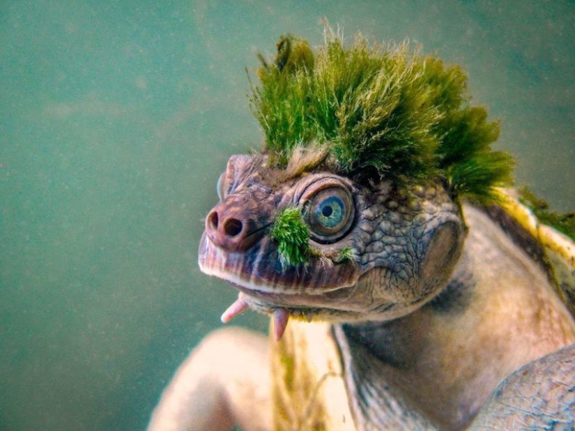 Animales fantásticos y 15 pruebas de que existen