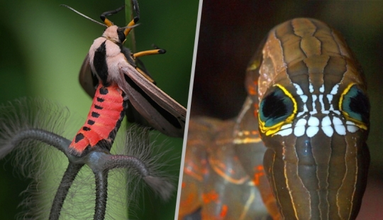 Animales fantásticos y 15 pruebas de que existen