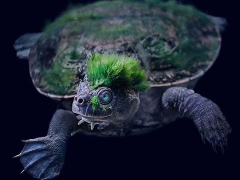 Animales fantásticos y 15 pruebas de que existen