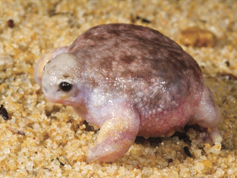 Animales fantásticos y 15 pruebas de que existen