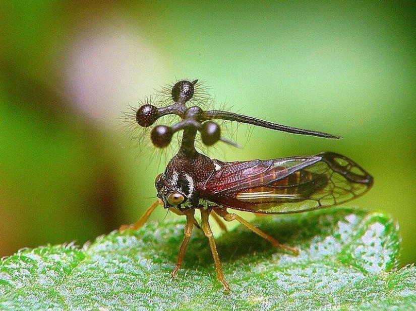 Animales fantásticos y 15 pruebas de que existen