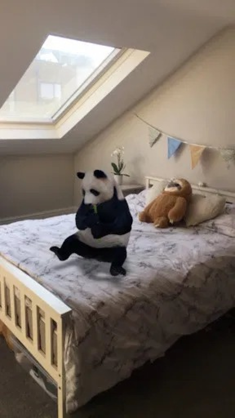 Animales favoritos en 3D: Google te da la oportunidad de ver la proyección de animales en la casa Animales favoritos en 3D: Google te da la oportunidad de ver la proyección de animales en la casa