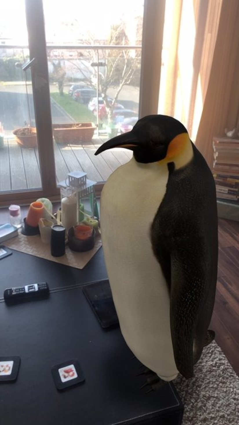 Animales favoritos en 3D: Google te da la oportunidad de ver la proyección de animales en la casa Animales favoritos en 3D: Google te da la oportunidad de ver la proyección de animales en la casa