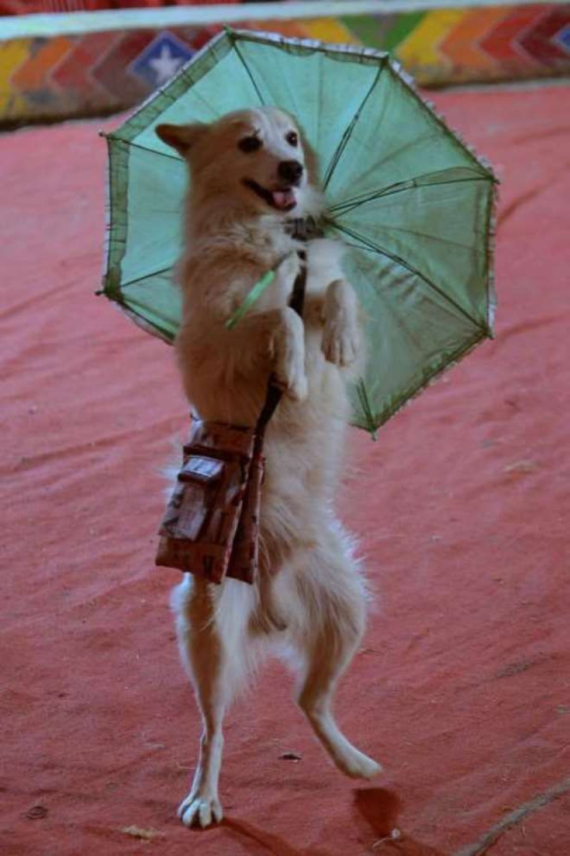 Animales inteligentes con sombrillas