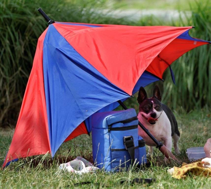 Animales inteligentes con sombrillas