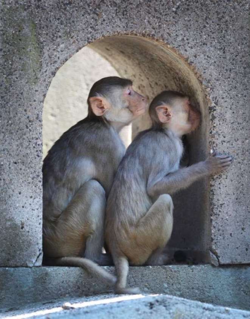 Animales inteligentes con sombrillas