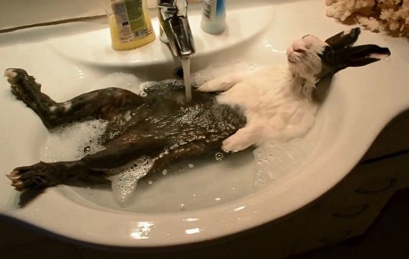 Animales que no dudan de su frescura Animales que no dudan de su frescura