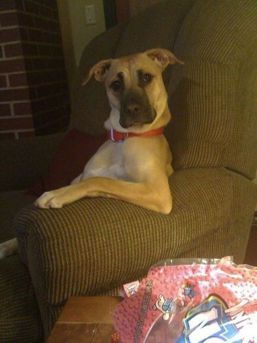 Animales que no dudan de su frescura Animales que no dudan de su frescura