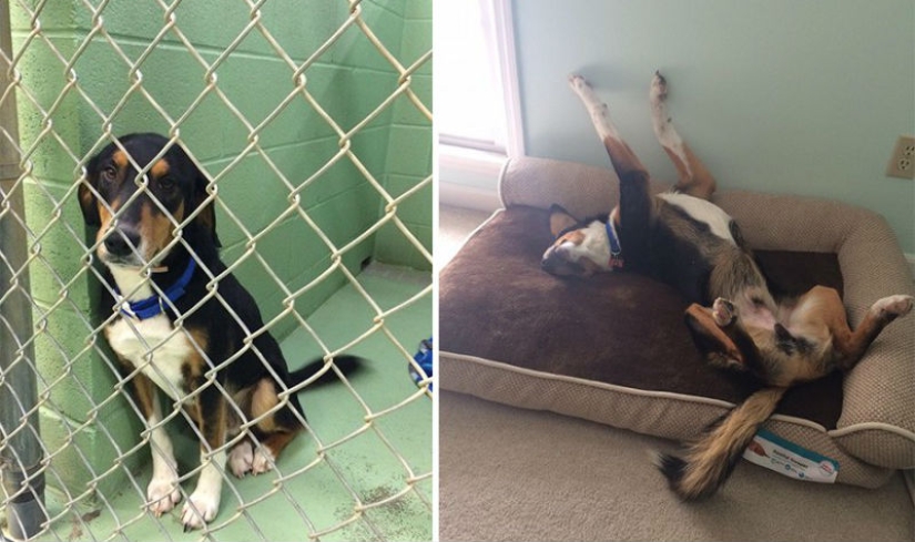 Animals before and after they were taken from the shelter